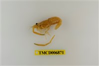 藏品(粗糙沼蝦)的圖片